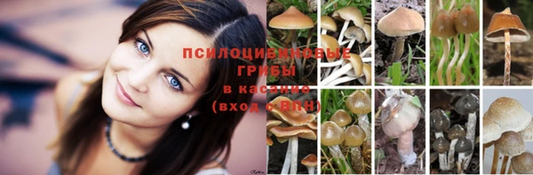 стаф Осташков